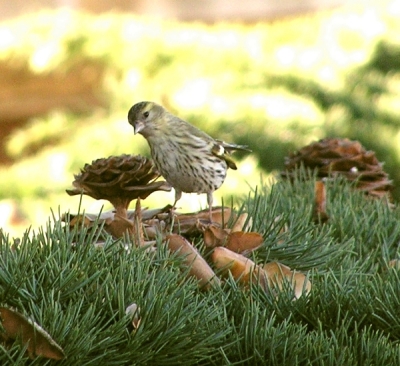 Lucherino -  Carduelis spinus
